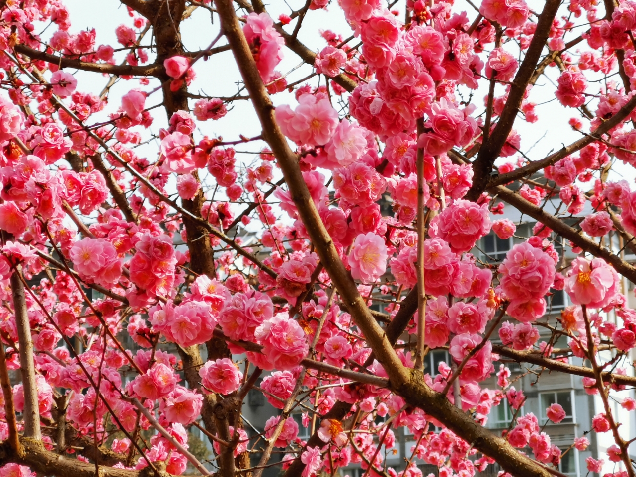天晴了!滨河花园一走,黄的迎春花,红的梅花,白的李花争奇斗艳
