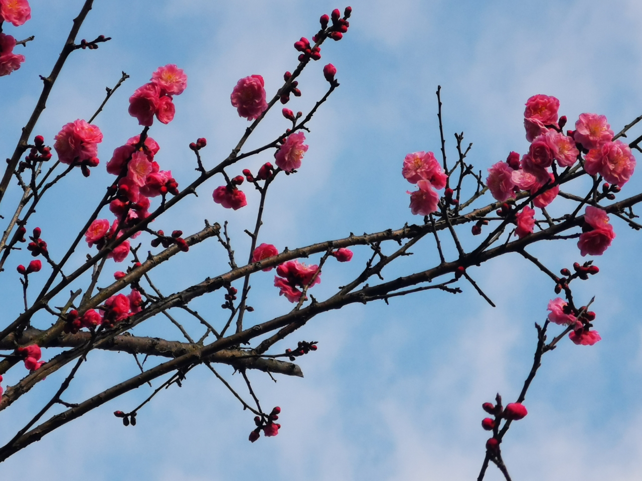 闷在家里半个月,出门一看桃花开