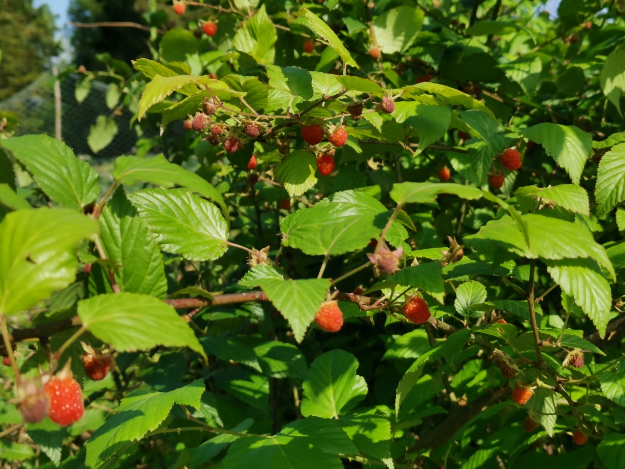 黄水的初夏,美不胜收,还有栽秧泡吃喔!