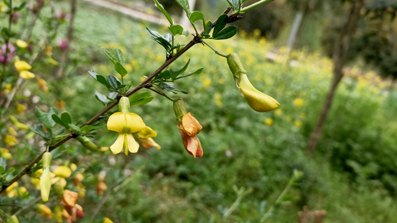 錦雞兒花最象鳥兒的花朵