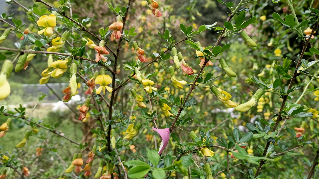 錦雞兒花最象鳥兒的花朵