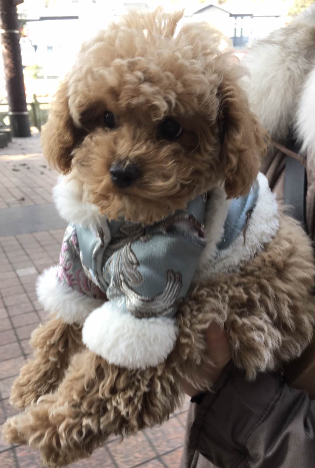 泰迪,母狗,在跨崖角水佛路的便利店附近走失,望大家留意一下!